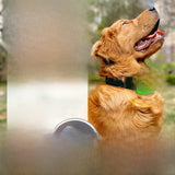 Natural Flea & Tick Repellent Collar | Cats & Dogs